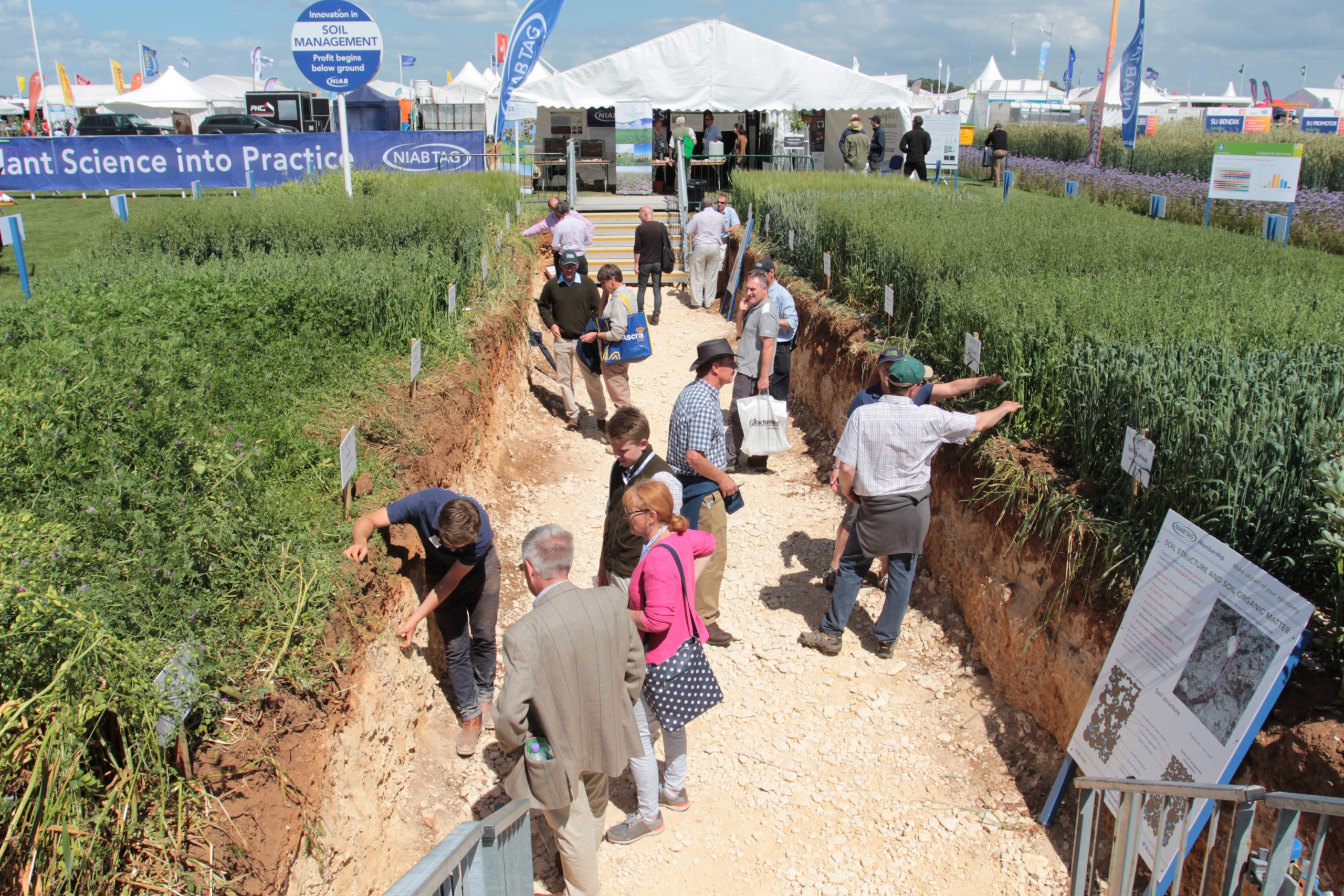 The Soil Pit - Cereals 2017