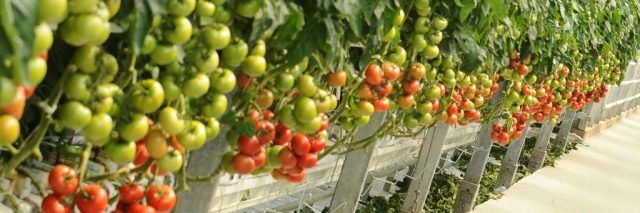 Tomatoes Archives - Biotechnica